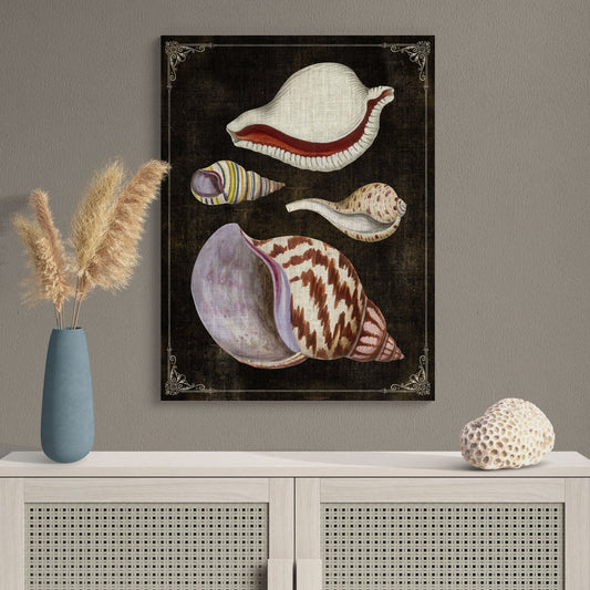 Bulla Shells Natural History Illustration Coastal Wall Art - Retro Reverence