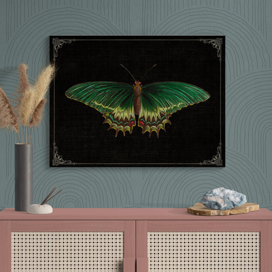 Green Androgeus Swallowtail Butterfly Vintage Illustration Nature Art - Retro Reverence
