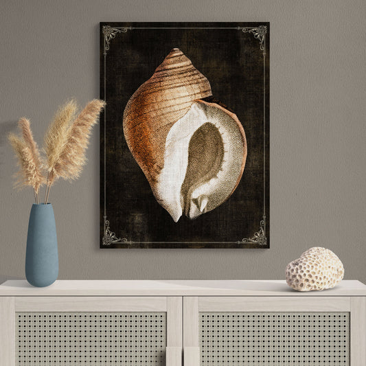Monoceros Crassilabrum Shell Natural History Illustration Coastal Wall Art - Retro Reverence